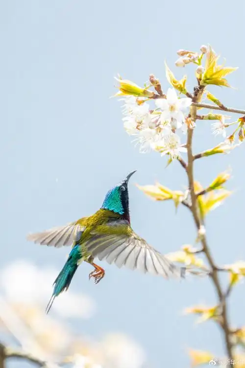 春分限定花花壁纸##气象意义上的春天正式来了##这就是春天里的中国