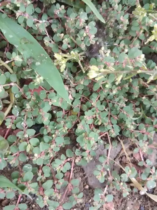 野生新鲜地锦草斑地锦奶浆草铺地草卧蛋草大飞扬500g包邮
