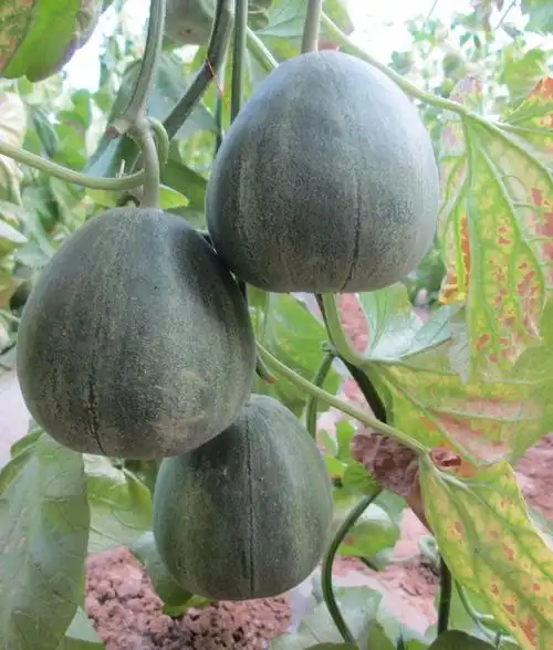 14  绿翡翠 满200减10 特征特性:青皮绿肉薄皮甜瓜杂交一代.