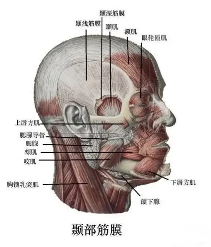额鳞区分外面,内面和颞面.