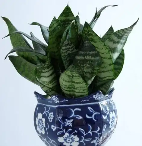 虎皮兰品种介绍