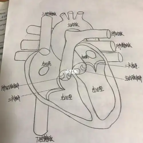 自己画的02心脏感觉还可以
