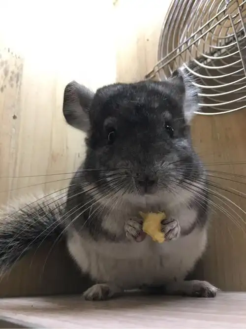 宠物龙猫活体店 幼崽银斑标灰宝贝自家繁殖可视频挑选外地能发