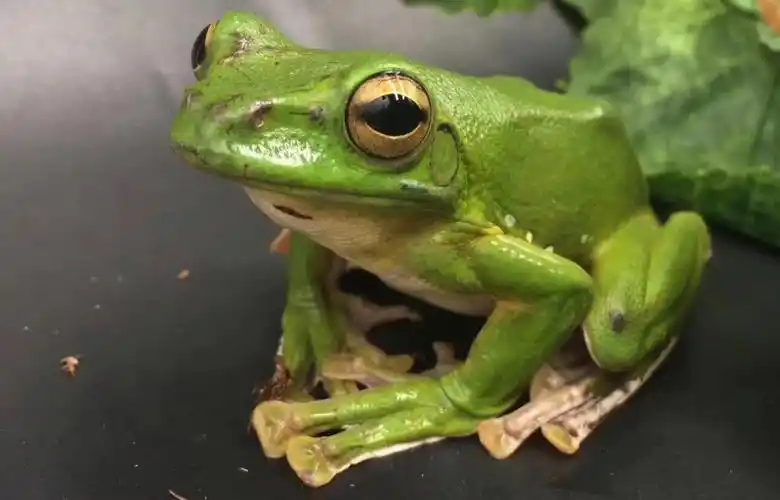 大泛树蛙国内最容易被忽视的物种