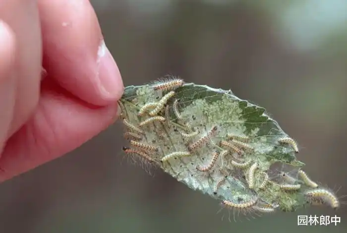 图为美国白蛾幼虫