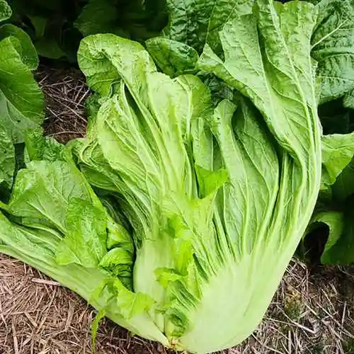 青樱红荔芥菜新鲜四川泡青菜大叶青宽邦芥菜时令蔬菜泡酸菜酸菜鱼原料