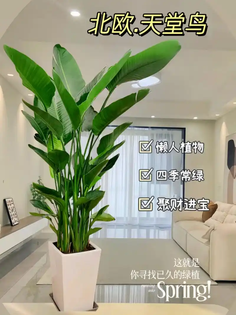 阔叶聚财天堂鸟