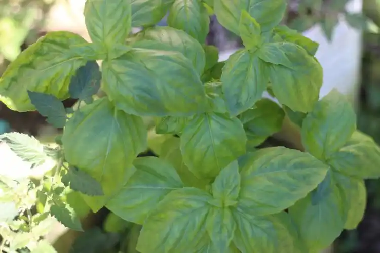 部分香草可以开始食用了