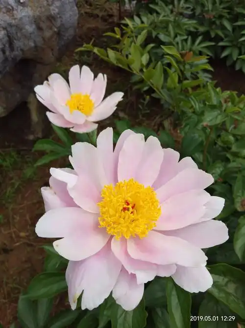 幸福的阳光照耀,开心的花朵微笑