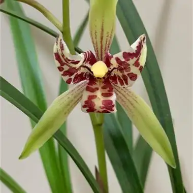 建兰 宝岛仙女 - 中国兰花交易网