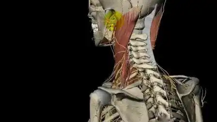 第二颈椎引起的各种疾病