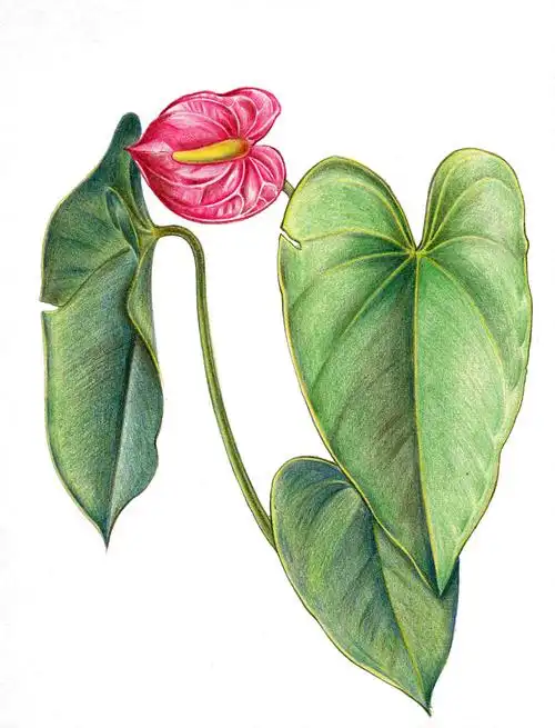 花老道的花与道系列之——植物画(一)|插画|艺术插画|花老道_原创作品