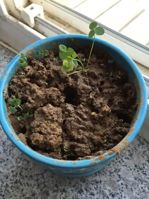 四叶草:可以看到有明列子已经发芽长大