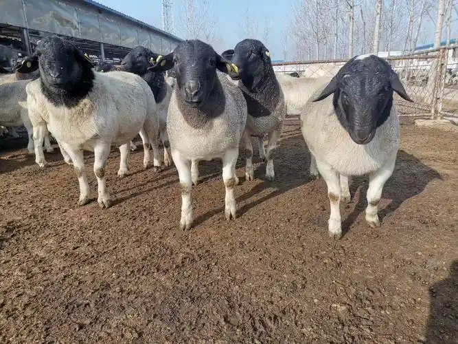 [种羊批发]黑头杜泊种羊,杜泊羊公羊一手货源包送到家直销价格1600.