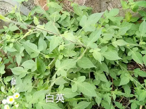 农村常见植物白英又名白毛藤,常用来煲汤煮水喝,能