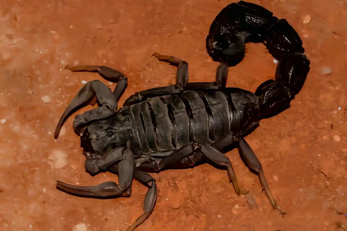 每天认识一种动物——黑粗尾蝎 黑粗尾蝎别名南非