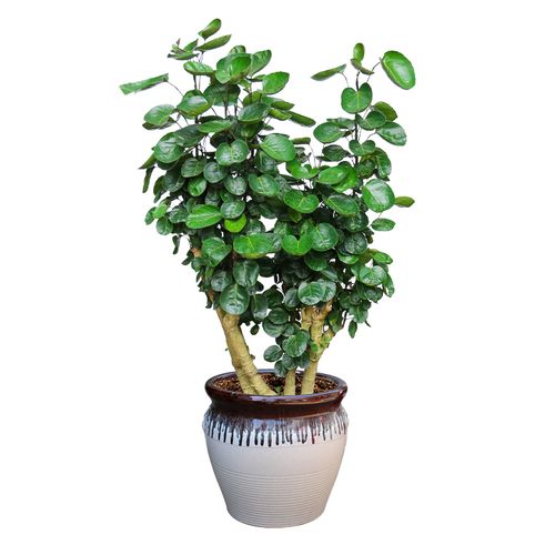 钱多多盆栽金钱兜圆叶福禄桐室内植物办公室绿化上海送货上门