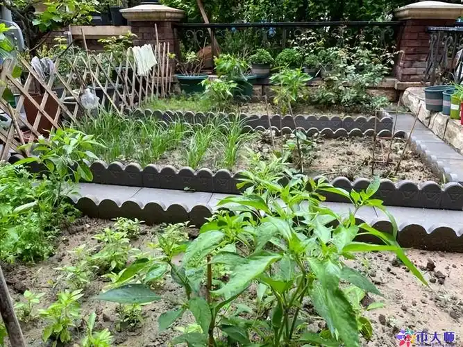 "军嫂"张馨予自家的小菜园火了!种菜的院子这样设计,美翻了
