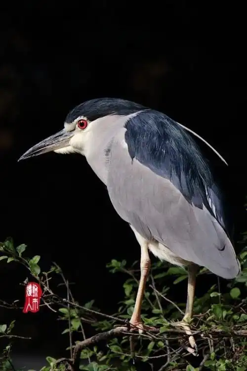 体较粗胖,颈较短;嘴尖细,微向下曲,黑色;胫裸出部分较少,脚和趾黄色
