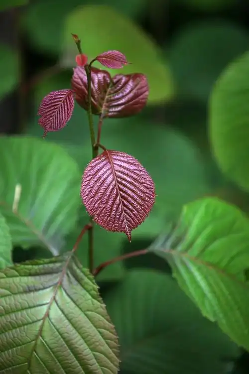 领春木科:领春木
