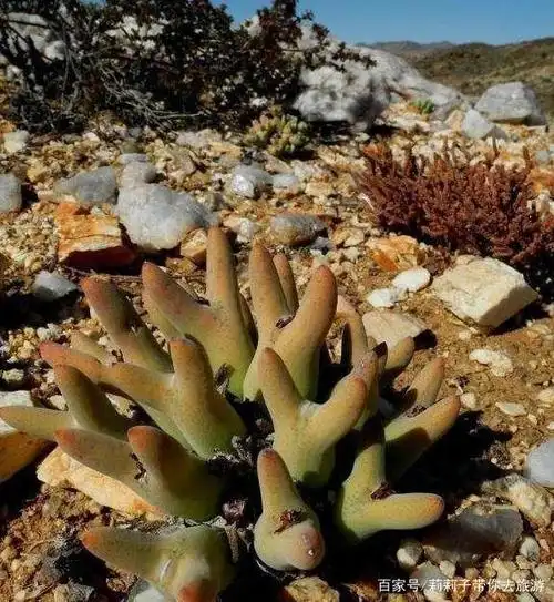 去非洲旅游,看到的"野生多肉"不能动手,感到心痒又满足