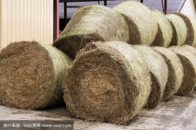 奶牛用的干草.