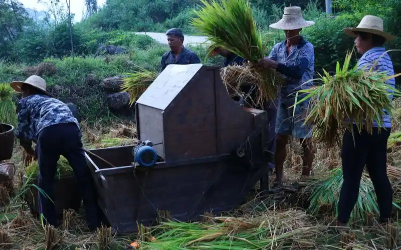 实拍湖南农村割稻谷,老款打稻机,农民很辛苦