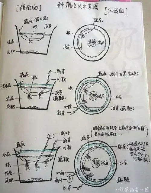 碗莲种子和藕的种植技术(值得收藏) - 水培植物/水生植物 浴花谷论坛