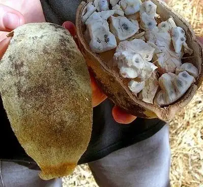 怪异水果大盘点组图