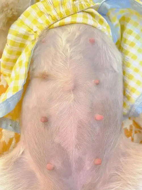 西施犬珍珠妹妹怀孕day38