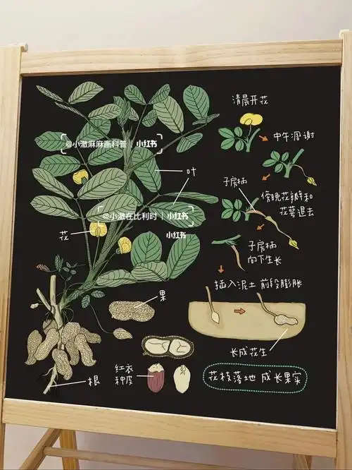 小澈麻麻手绘科普——花枝落地,成长花生
