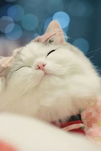 馒头 猫咪 @郭斯特