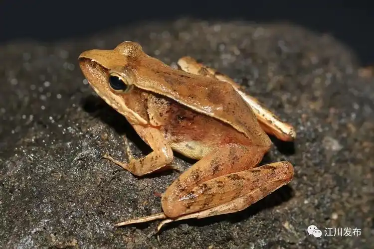 高清大图|住在星云湖畔的两栖爬行动物们