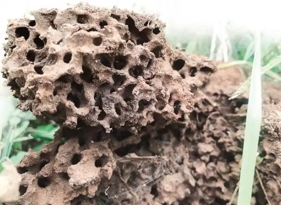 近日,有网友在新浪微博上发帖子:"昆明一小区疑似出现红火蚂蚁,千万别