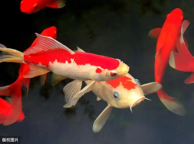 就在昨天,一位刚养锦鲤不久的鱼友说他1.