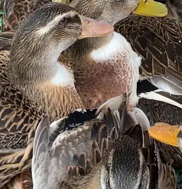 大种麻鸭,杂交鸭,麻鸭