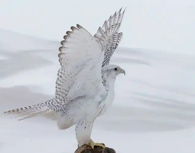 原创自然界最威武霸气的鹰的种类鹰实在太威武霸气了