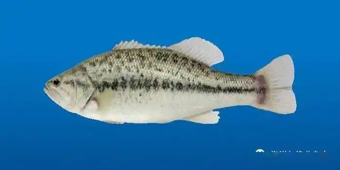 品种名称:大口黑鲈"优鲈3号"品种来源:大口黑鲈"