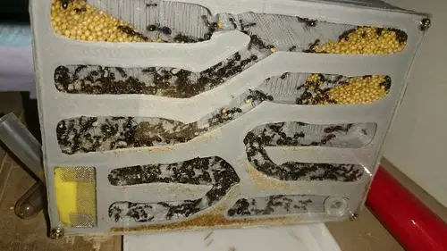 见效了,两层的幼,第四层还看到了一堆卵堆2016年4月19日喂了一只蟑螂