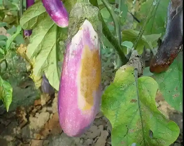 这些蔬菜常见病虫害的治方法你知道吗来看