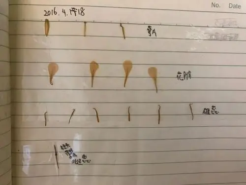 人生中第一个解剖花后制作的简易标本"白菜花"↑四年级↓大家觉得上面