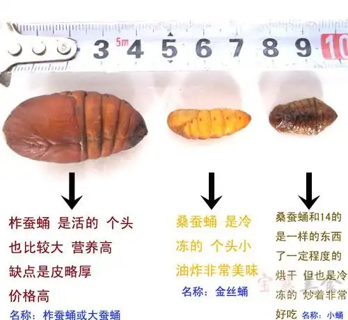 2018新蚕蛹 特级新鲜蚕蛹 鲜嫩 蝉蛹 出口 桑蚕蛹 二斤包邮 500g