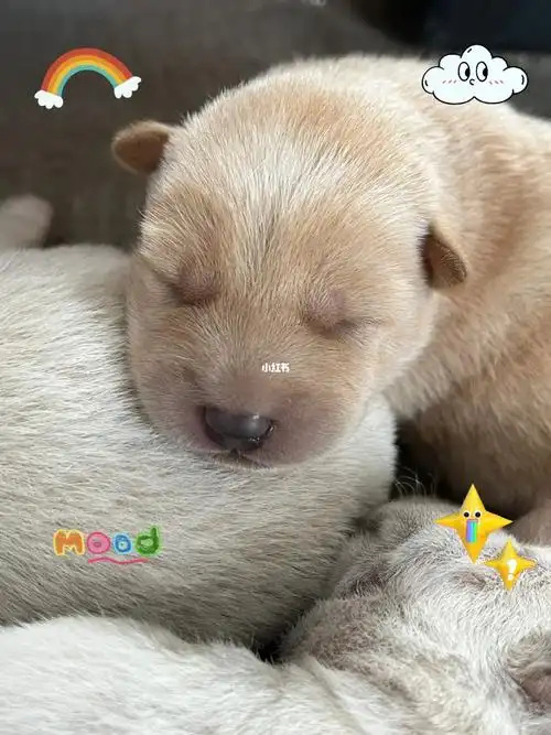中华田园犬幼崽太可爱了吧