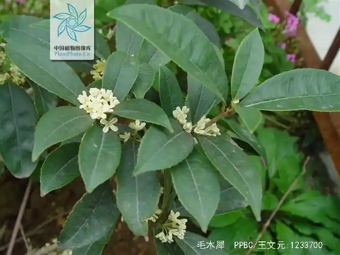p>毛木犀(学名: i>osmanthus venosus /i> pampan)是木犀科木犀属