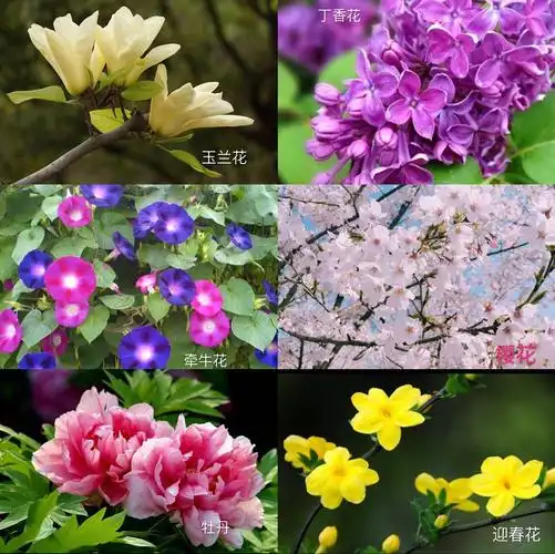 让我们来看一看春天都有哪些花宝宝绽开了