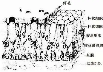 被覆上皮的类型和结构