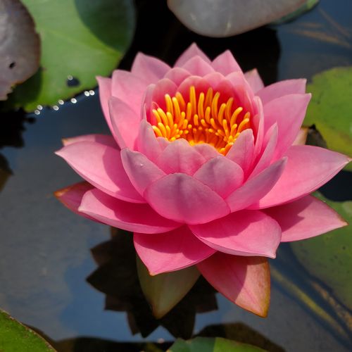 睡莲粉黛加湿水生非常容易秋季 耐寒睡莲  中大型品种花苗花卉