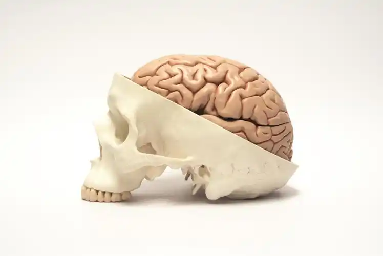 科学家发现在颅骨骨髓与大脑间,存在让免疫细胞使用的「快速道路」(i