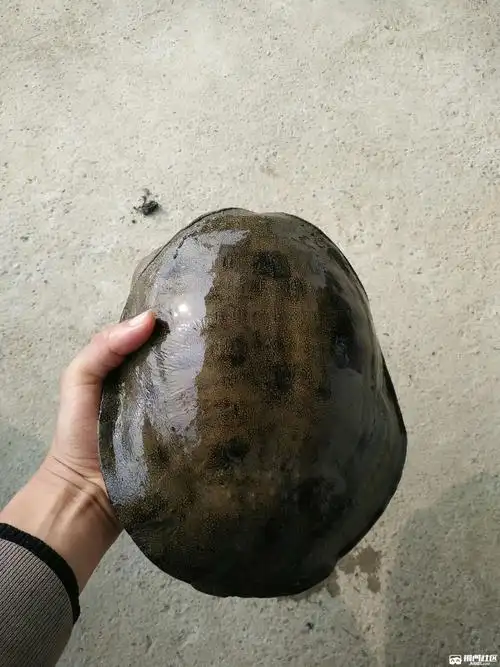 2斤纯野生甲鱼出售