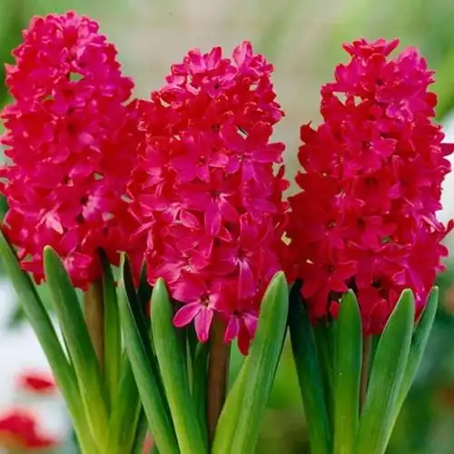 漂亮 | 5岁小孩都能养的花,泡水就开,冬天不怕冷